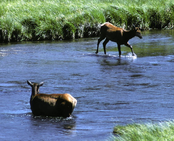 Eumetazoa