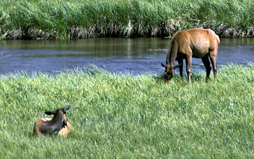 WapitiYellowstone_6