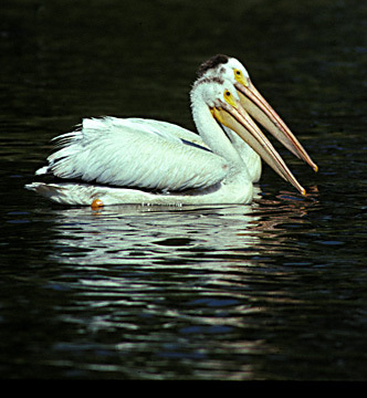 WhitePelicans