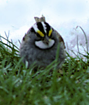 White_throatedSparrow