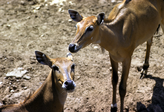 WildSheepCairoZoo_30