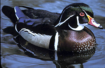 WoodDuck