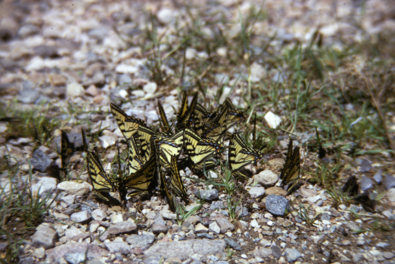 Papilio glaucus