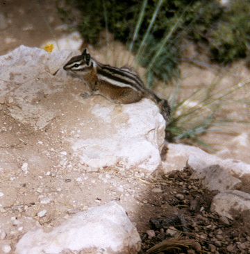 chipmunkBryceCanyonUT_35