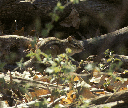 chipmunkCarverPkMN_43