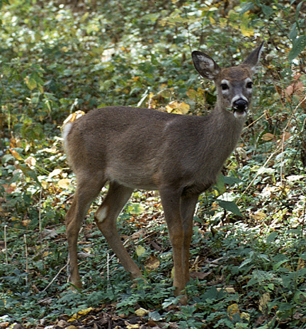 Odocoileus