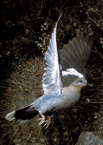 Columbidae