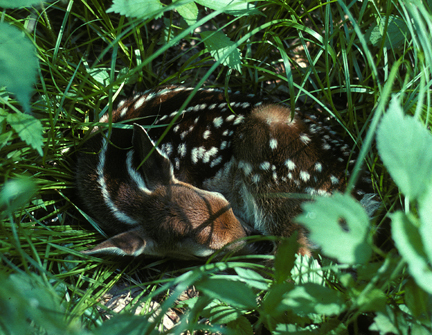 Odocoileus