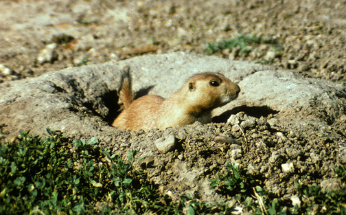 prairiedogRooseveltPkND_24a