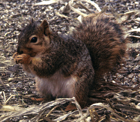 squirrelongroundMarshallMN