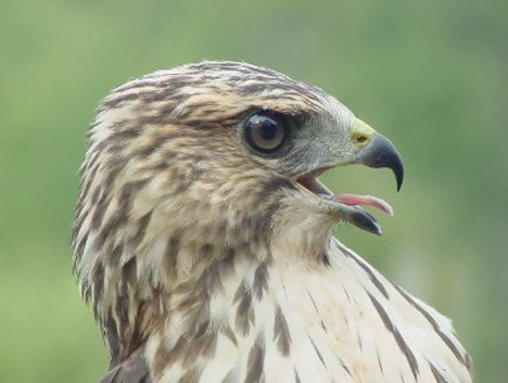 Buteo platypterus