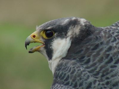 Falconinae