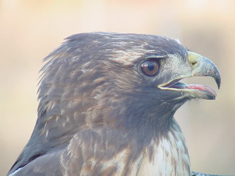 Falconiformes