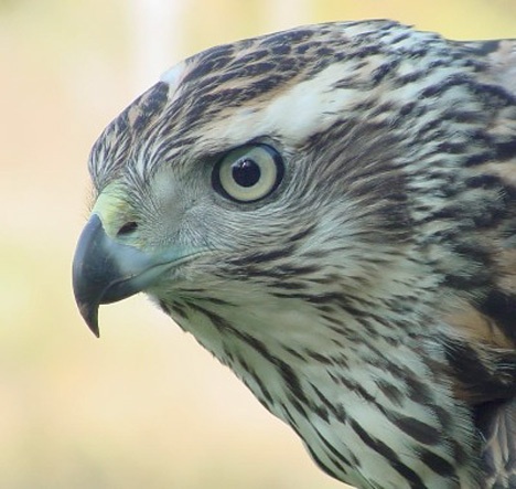 Accipiter gentilis