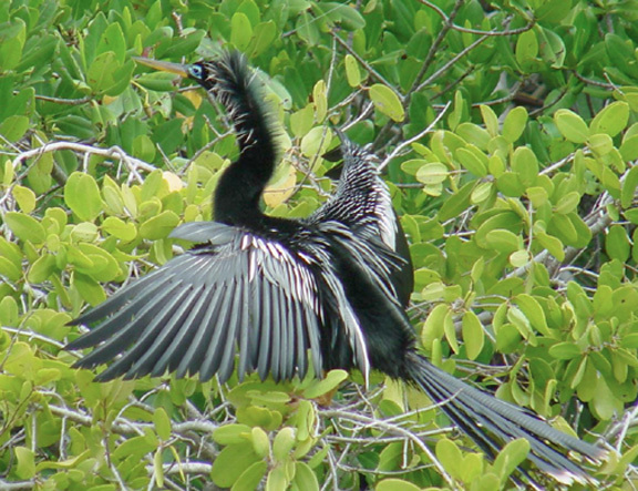 Anhinga anhinga