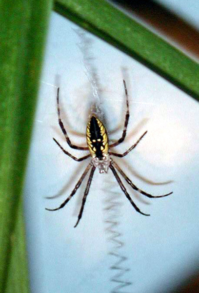 argiope_aur_dorsmale