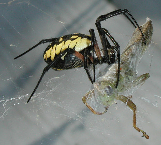 Argiope