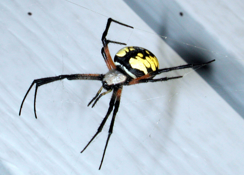 argiope_aur_hunting