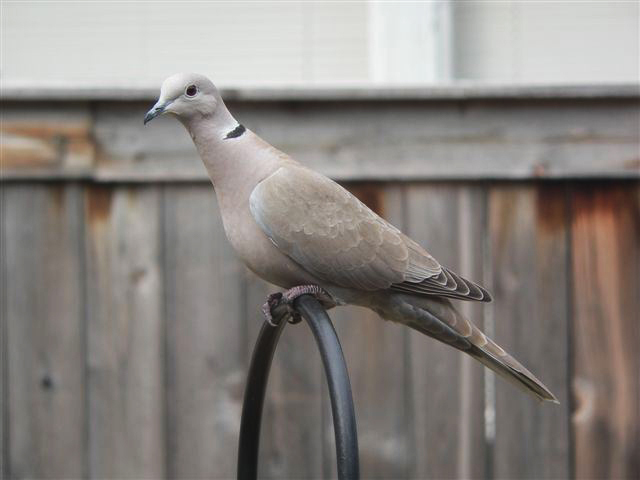 EurasianCollaredDove