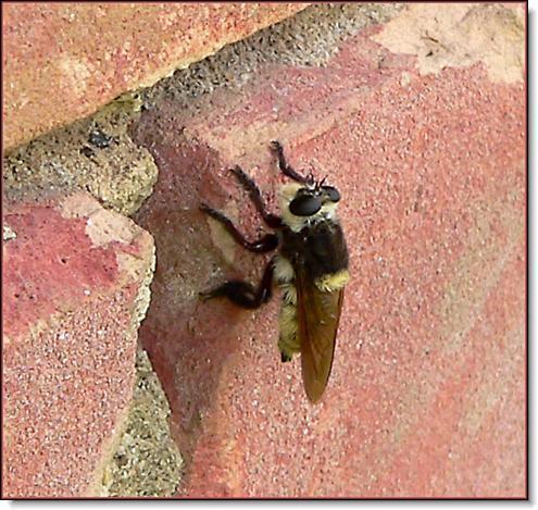 RobberFly