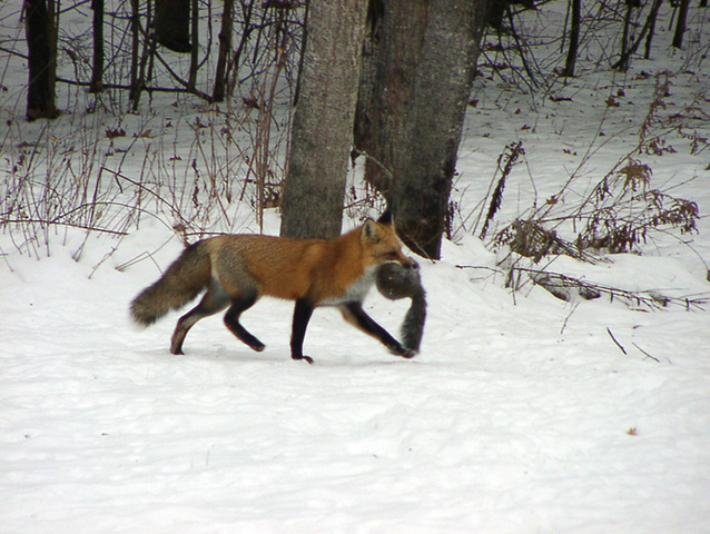 Photo of Vulpes vulpes