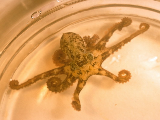 Photo of Hapalochlaena maculosa