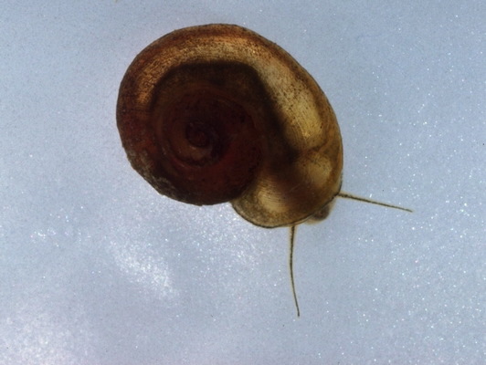 Lophotrochozoa