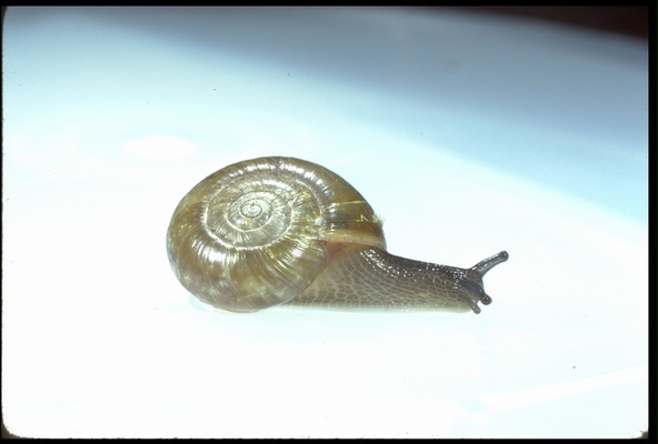 Gastropoda