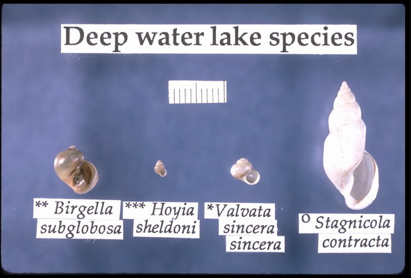 Lophotrochozoa