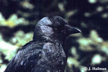 jackdaw