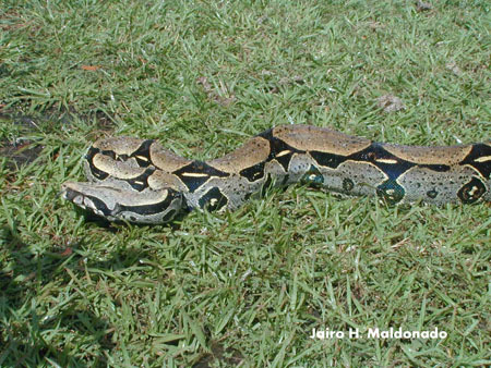 Boa_constrictor_constrictor