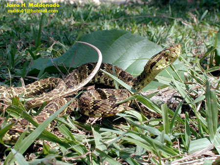 Bothriopsis punctata