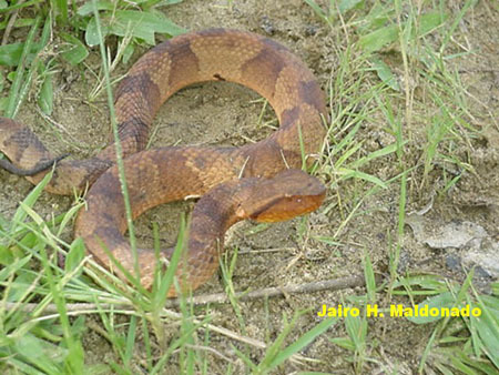 Bothrocophias_hyoprora