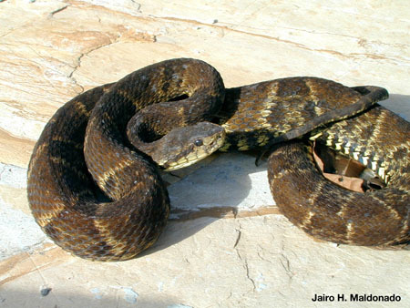 Bothrops atrox