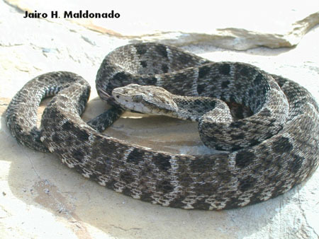 Bothrops_colombiensis