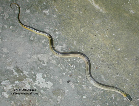 Liophis_melanotus