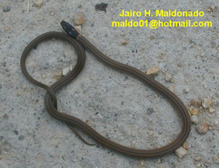 Tantilla_melanocephala