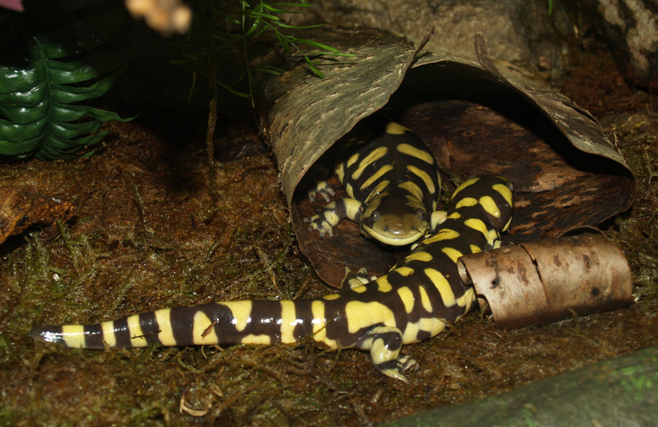 Photo of Ambystoma tigrinum