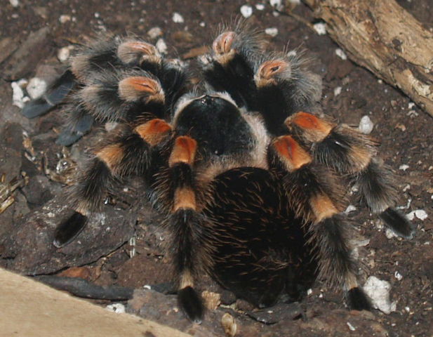 Photo of Brachypelma smithi