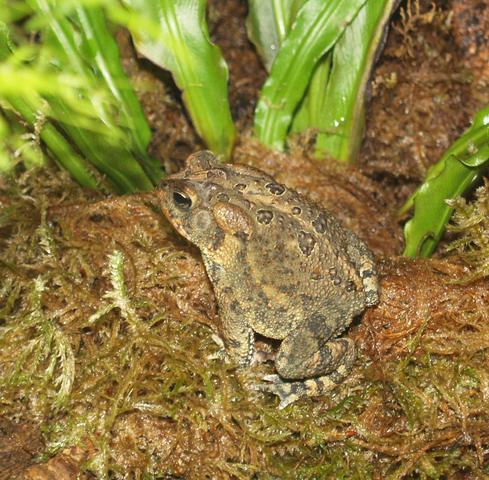 Photo of Anaxyrus fowleri