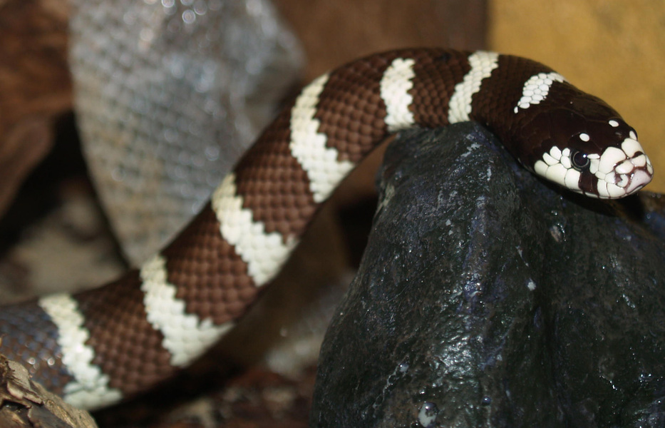 Lampropeltis zonata