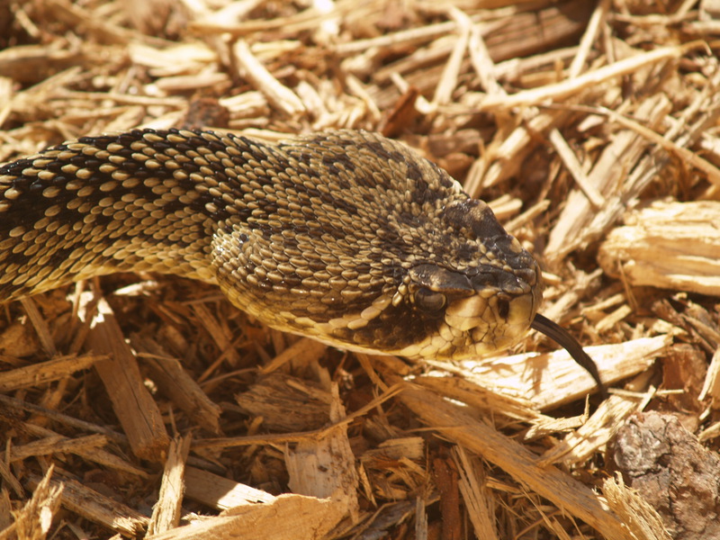 Crotalus adamanteus