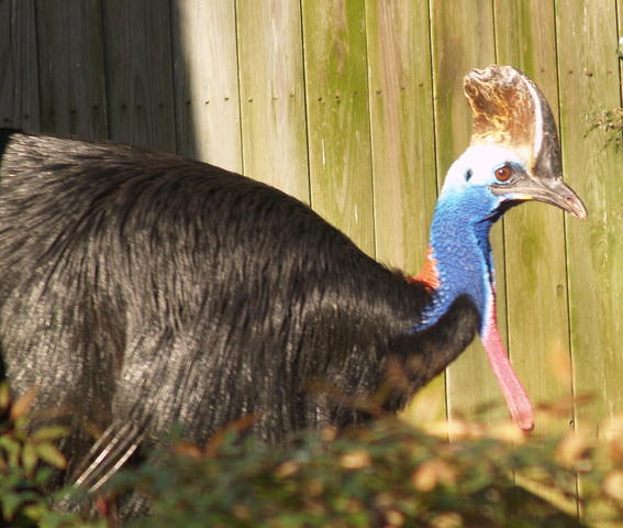 Photo of Casuarius casuarius