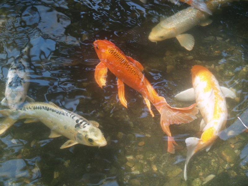 Cyprinus carpio