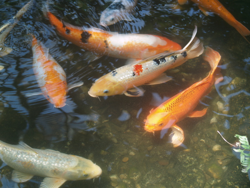 Cyprinus carpio