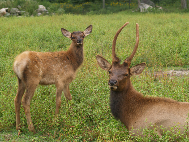 Eumetazoa