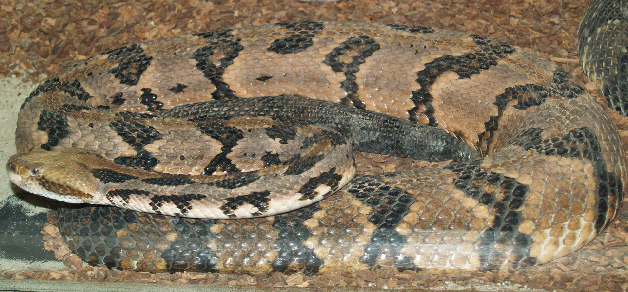 Crotalus horridus