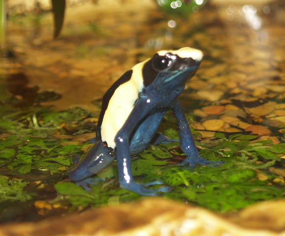 Photo of Dendrobates tinctorius