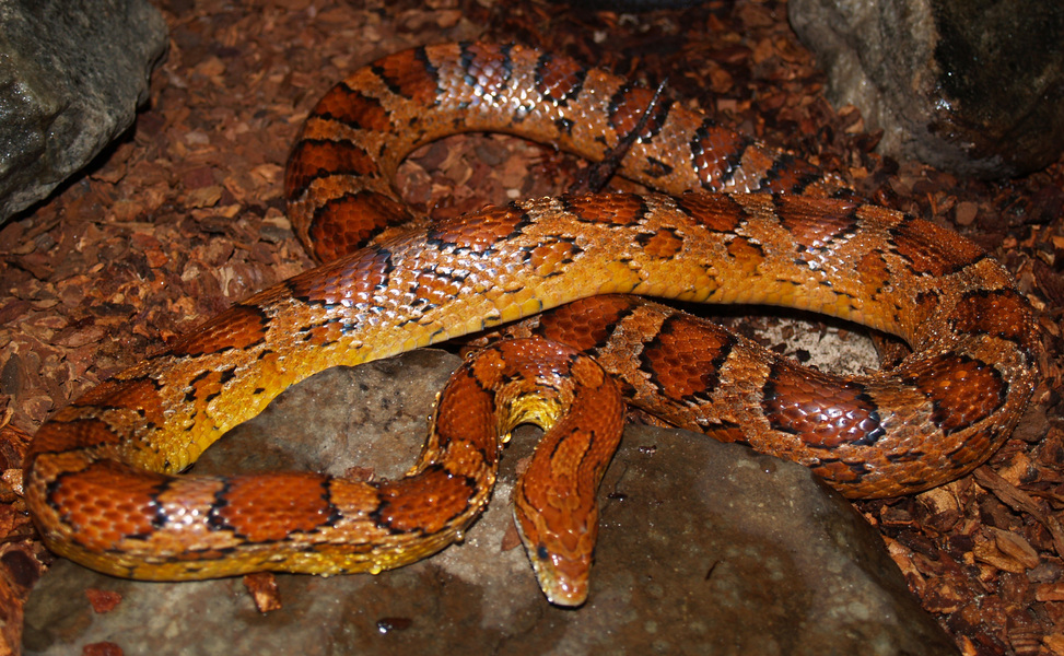 Pantherophis guttatus