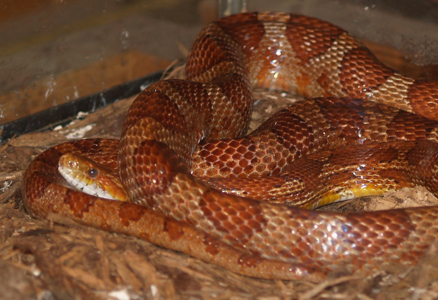 Pantherophis